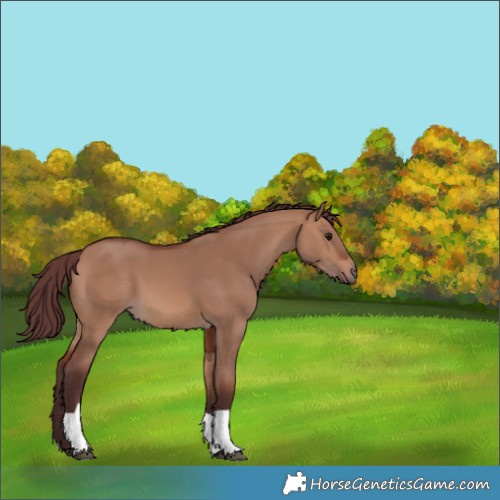 Horse Color:Chocolate Brown Dun 