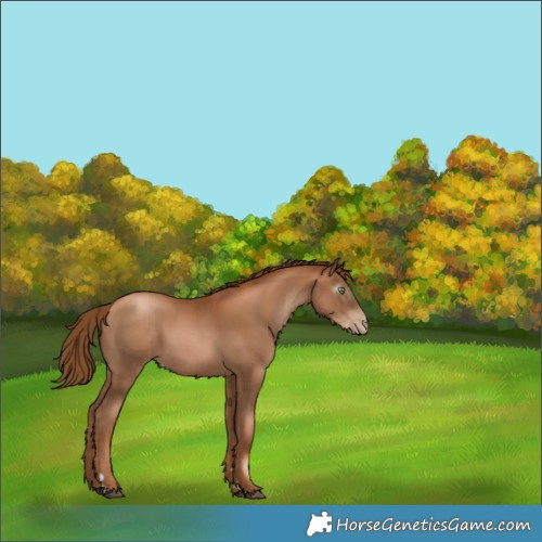 Horse Color:Gray Chestnut Pearl