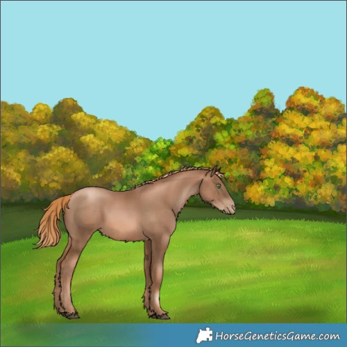 Horse Color:Liver Chestnut Pearl Rabicano