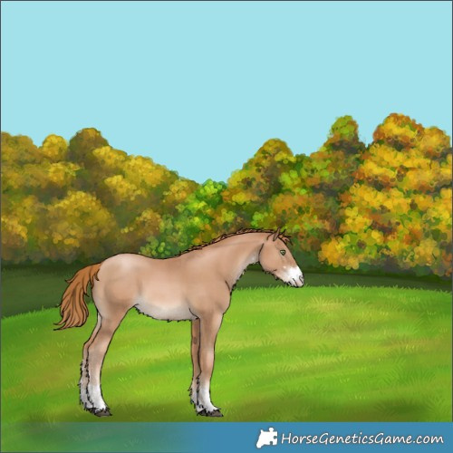 Horse Color:Chestnut Pearl Sabino