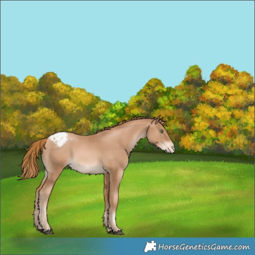 Horse Color:Chestnut Pearl Appaloosa 