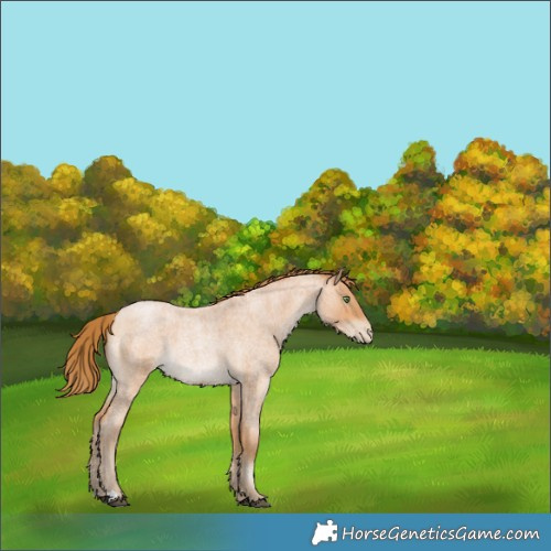 Horse Color:Bay Roan Pearl