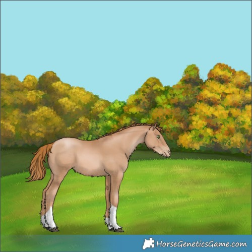 Horse Color:Chestnut Pearl Tobiano 