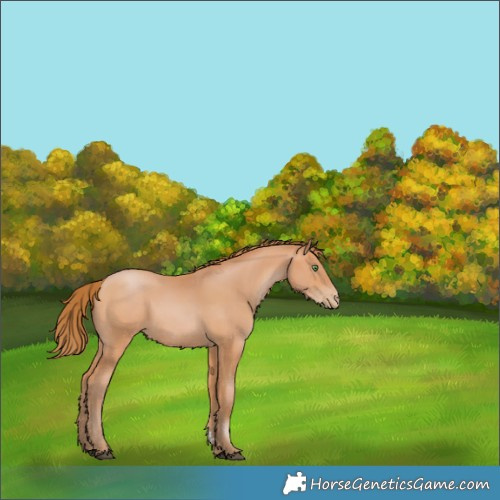 Horse Color:Bay Pearl
