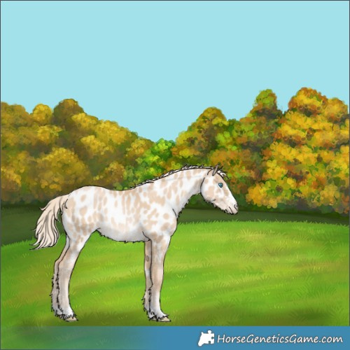 Horse Color:Palomino Pearl Near Leopard