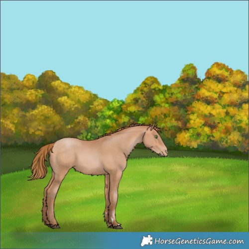 Horse Color:Bay Pearl 