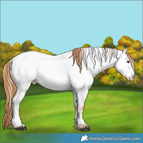 Horse Color:Red Roan Appaloosa