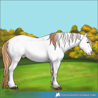Horse Color:Red Roan Appaloosa 
