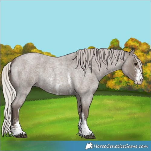 Horse Color:Silver Blue Roan Sabino