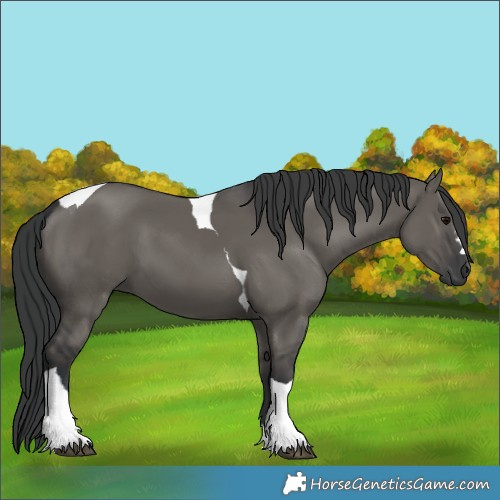 Horse Color:Grullo Tobiano