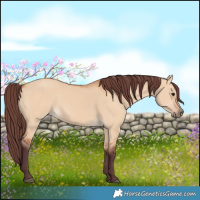 Horse Color:Chocolate Bay Dun