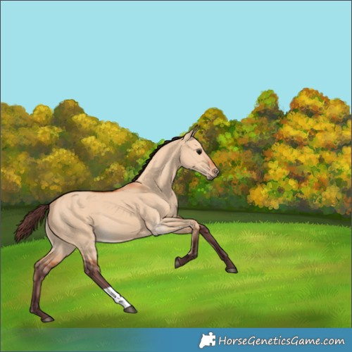 Horse Color:Chocolate Bay Dun 