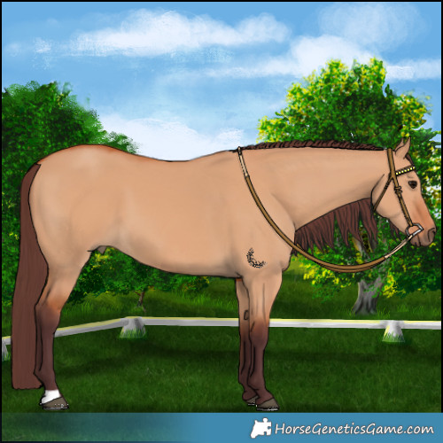 Horse Color:Chocolate Bay Dun 