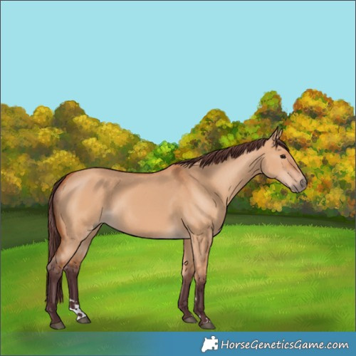 Horse Color:Chocolate Bay Dun