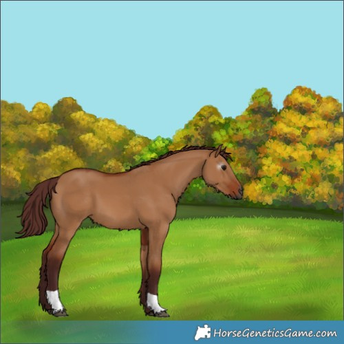 Horse Color:Gray Chocolate Bay Dun 