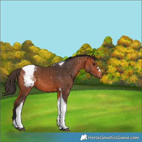Horse Color:Bay Tobiano Appaloosa 