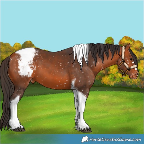 Horse Color:Bay Tobiano Snowcap