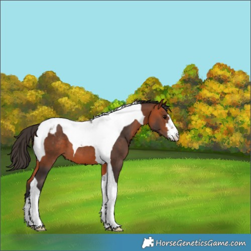 Horse Color:Bay Tobiano Appaloosa 