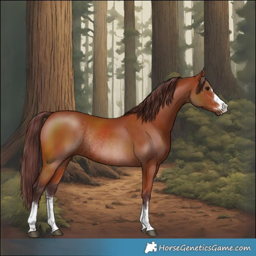 Horse Color:Chocolate Bay Rabicano