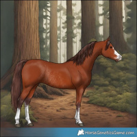 Horse Color:Chocolate Bay Rabicano
