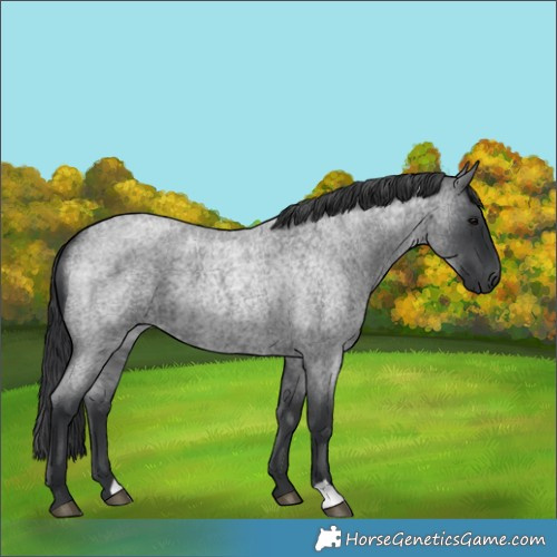 Horse Color:Blue Roan