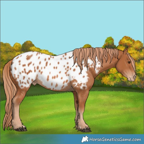 Horse Color:Chestnut Near Leopard 
