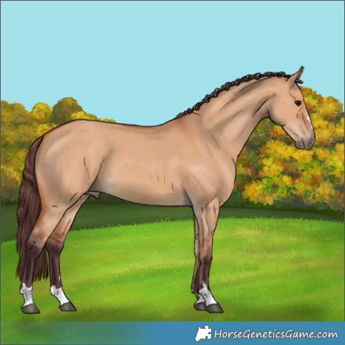Horse Color:Unknown
