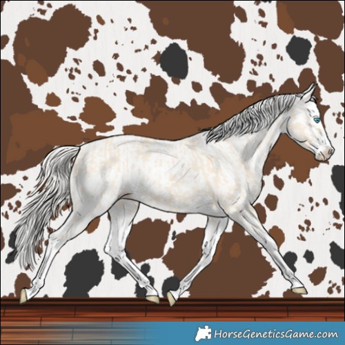 Horse Color:Cremello Splash and White Spotted Cremello Splash