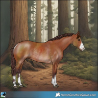 Horse Color:Chocolate Bay Rabicano