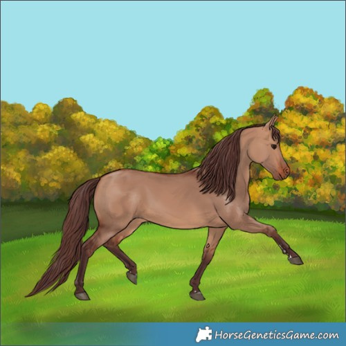 Horse Color:Chocolate Bay Dun 