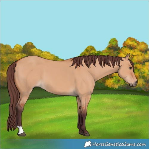 Horse Color:Chocolate Bay Dun