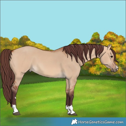 Horse Color:Chocolate Bay Dun 
