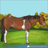 Horse Color:Bay Tobiano 