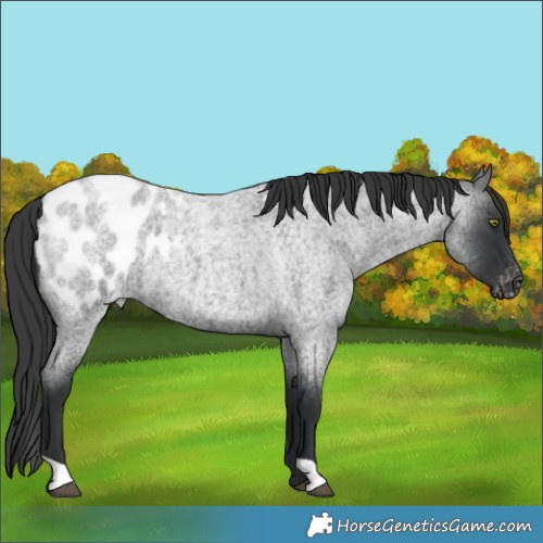 Horse Color:Unknown