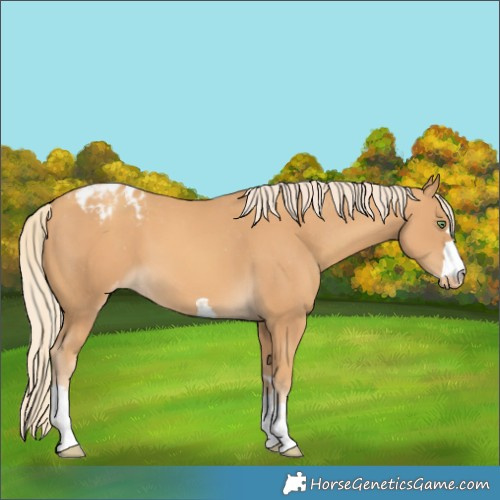 Horse Color:Gold Cream Champagne Varnish 