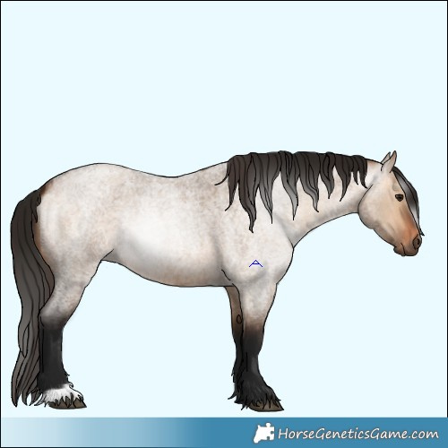 Horse Color:Bay Roan Dun and Gray Bay Roan Dun