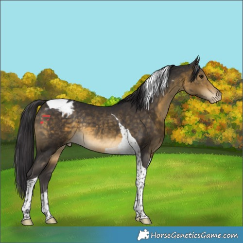 Horse Color:Buckskin Tobiano Appaloosa Rabicano