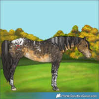 Horse Color:Buckskin Tobiano Appaloosa Rabicano  and Buckskin Tobiano Appaloosa Rabicano 