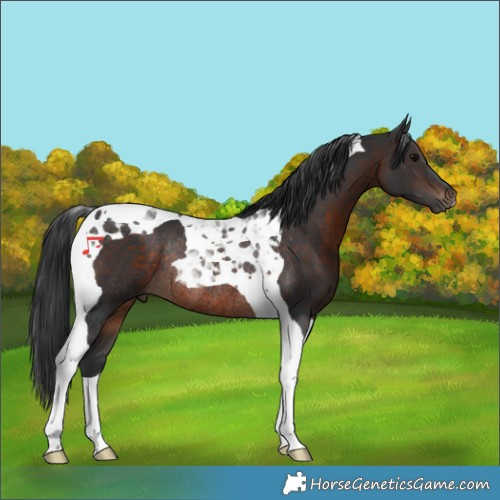 Horse Color:Brown Tobiano Rabicano 