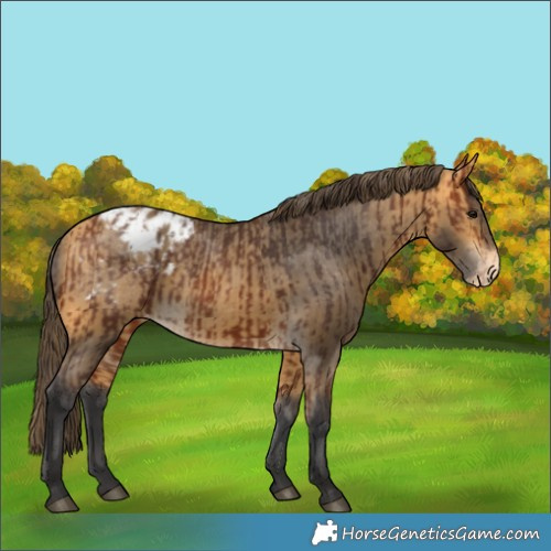 Horse Color:Bay Blanket  and Buckskin Blanket 