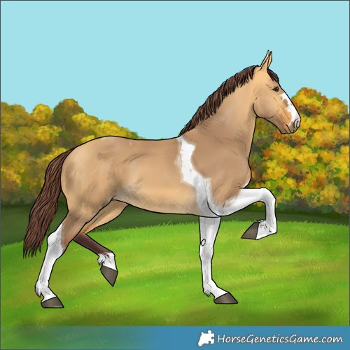 Horse Color:Chocolate Buckskin Dun Tobiano 