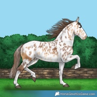 Horse Color:Chocolate Buckskin Tobiano Skewed LP Spotted 