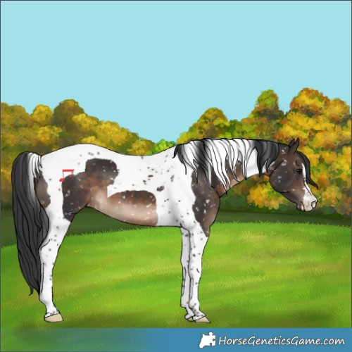 Horse Color:Brown Tobiano Appaloosa