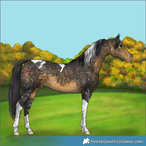 Horse Color:Buckskin Tobiano Appaloosa