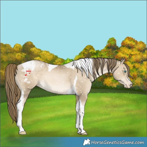 Horse Color:Smoky Black Snowdrop Tobiano Snowflake Varnish