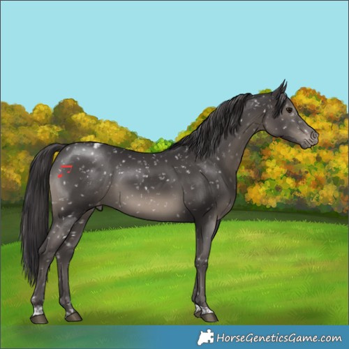 Horse Color:Smoky Black Tobiano Appaloosa