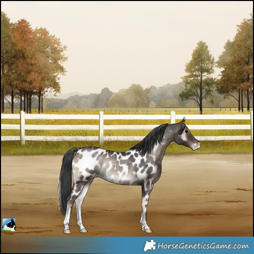 Horse Color:Blue Onyx Near Leopard Rabicano 