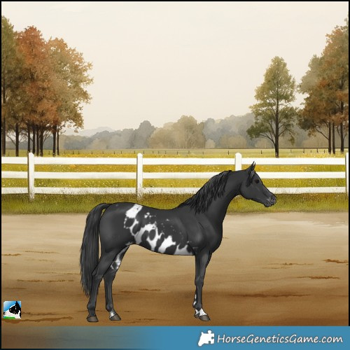 Horse Color:Black Skewed LP Spotted