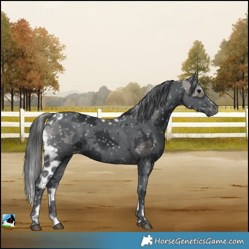 Horse Color:Black Merle Skewed LP Spotted Rabicano 
