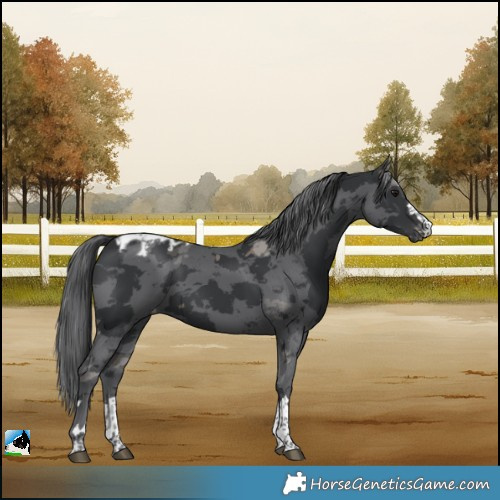 Horse Color:Black Merle Skewed LP Spotted 